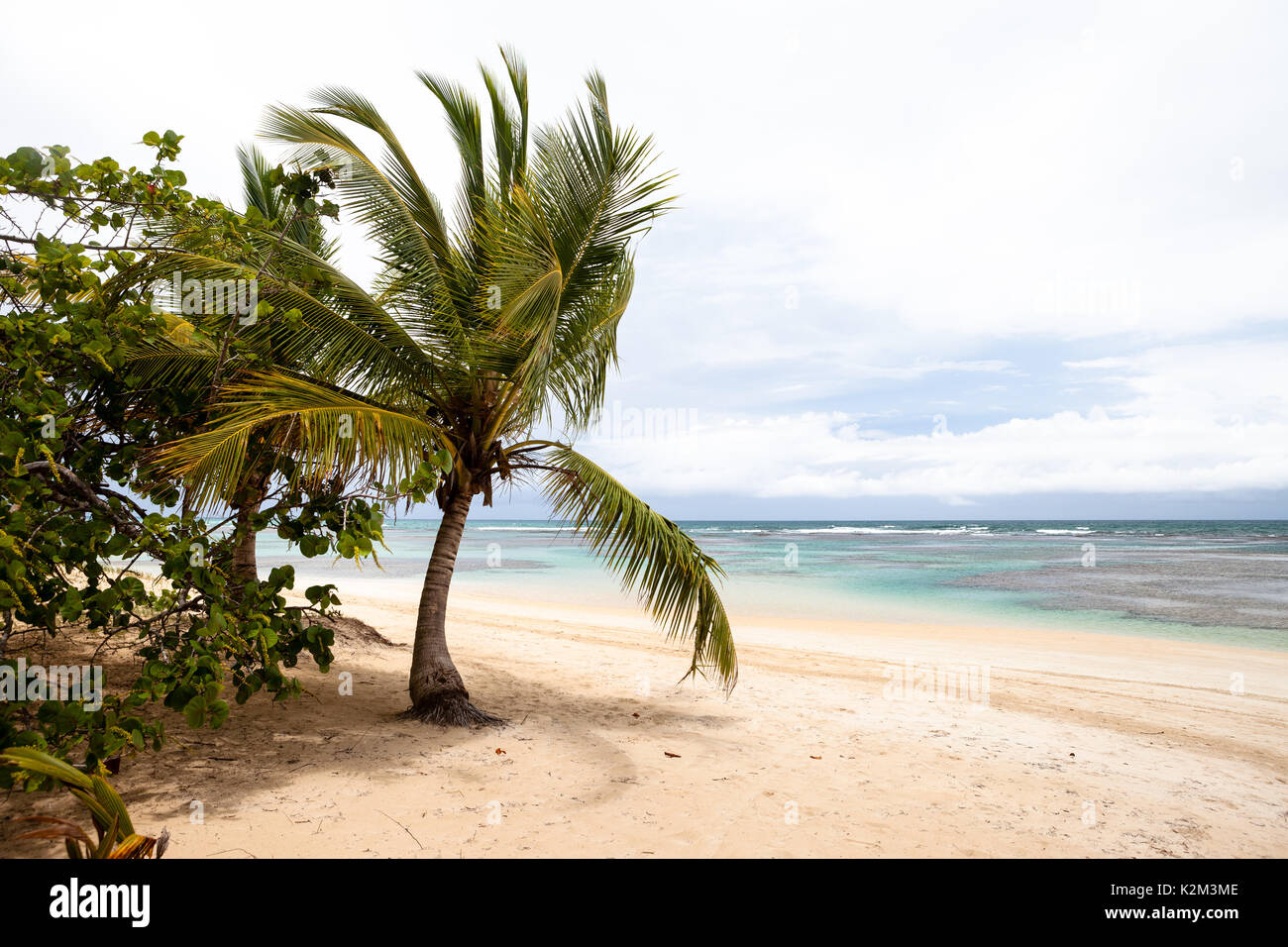 Palmier dans la plage de Samaná Banque D'Images