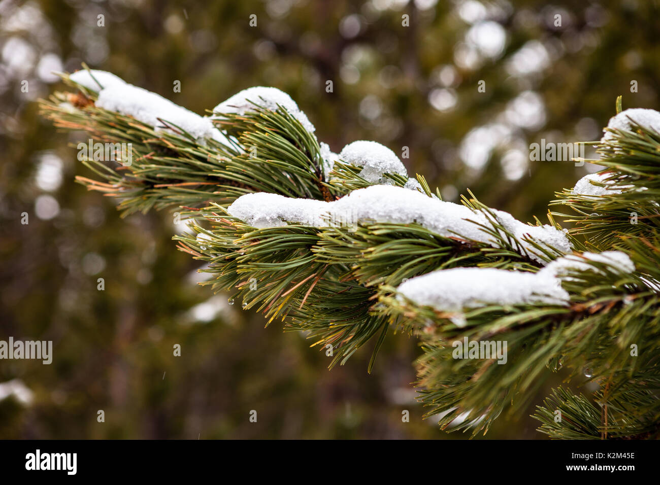 Détail de l'arbre de pin avec de la neige Banque D'Images