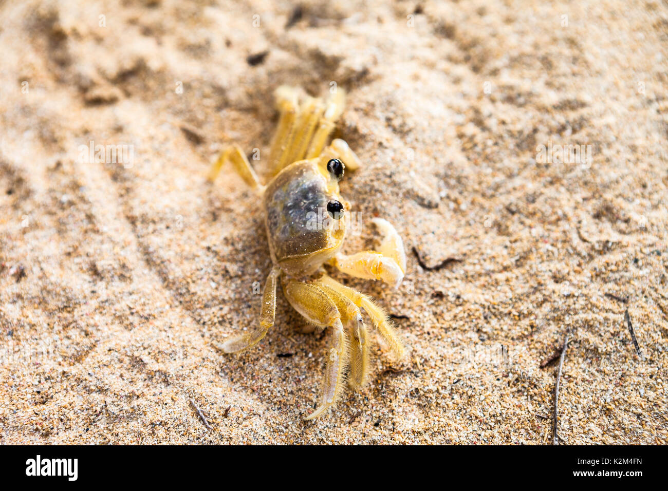 Petit crabe dans le sable Banque D'Images