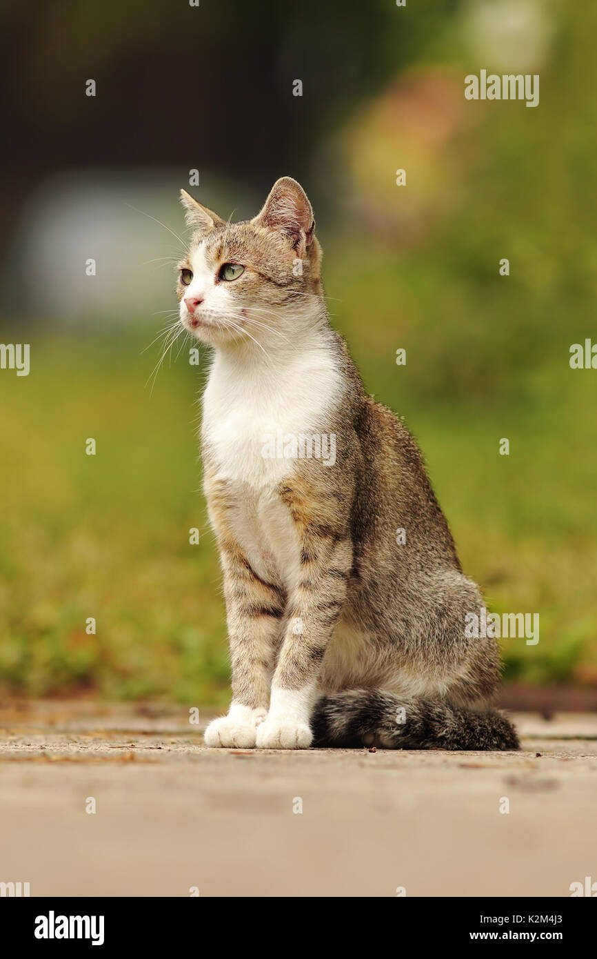 Chat domestique tacheté debout dans l'allée piétonne sur le jardin Banque D'Images