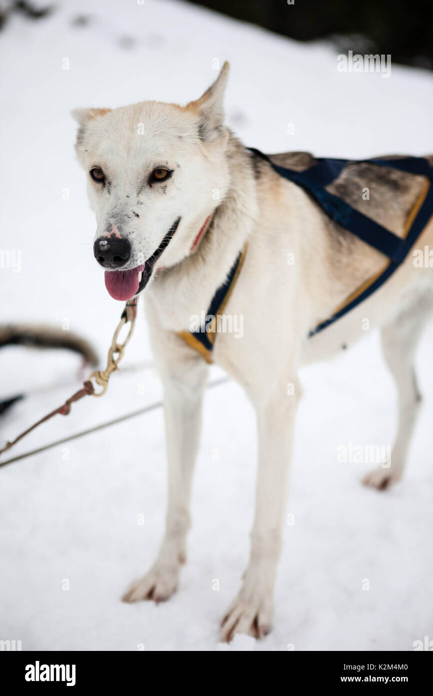 Chiens de traineaux dans la neige Banque D'Images