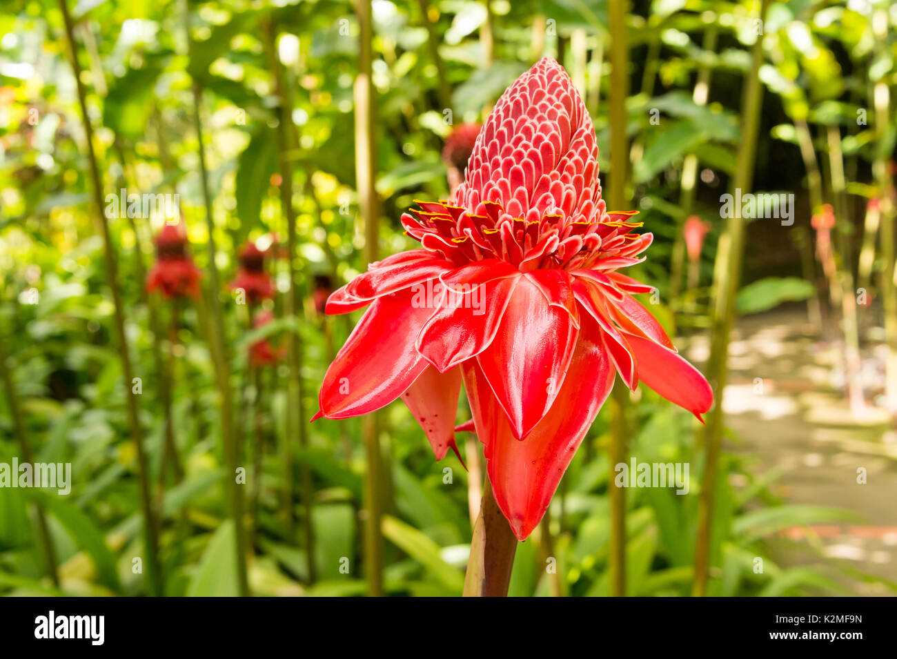 Tropical flower red de porcelaine (Etlingera elatior) Banque D'Images