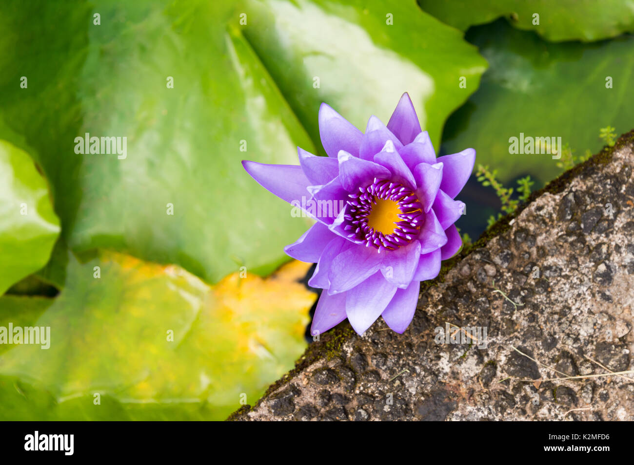 Nymphaea Water Lily (violet) nenuphar Banque D'Images