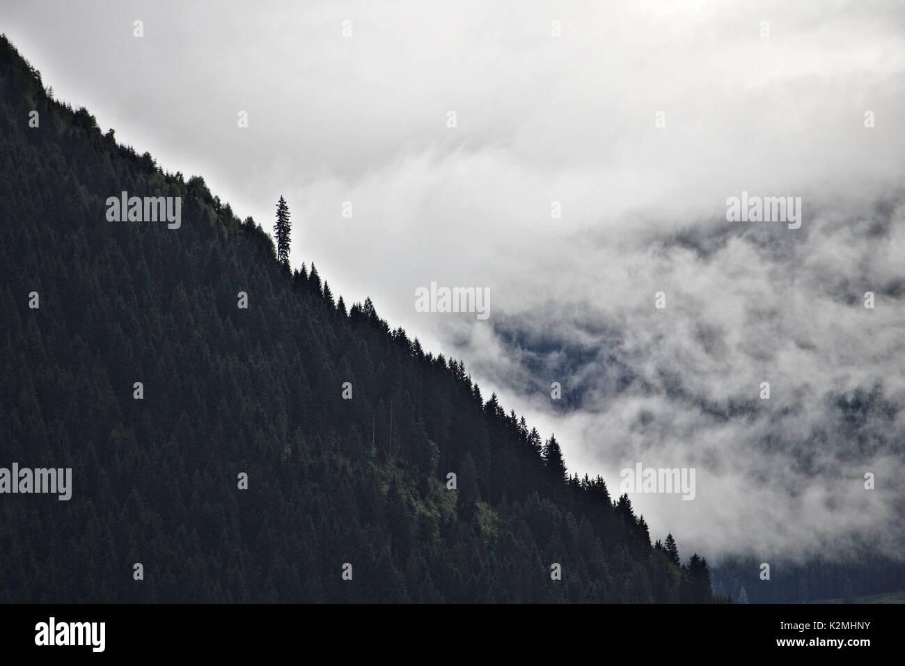 Pentes boisées de la crête de la montagne dans les Alpes autrichiennes, silhouetté contre la brume et les nuages avec un gros pin en saillie Banque D'Images