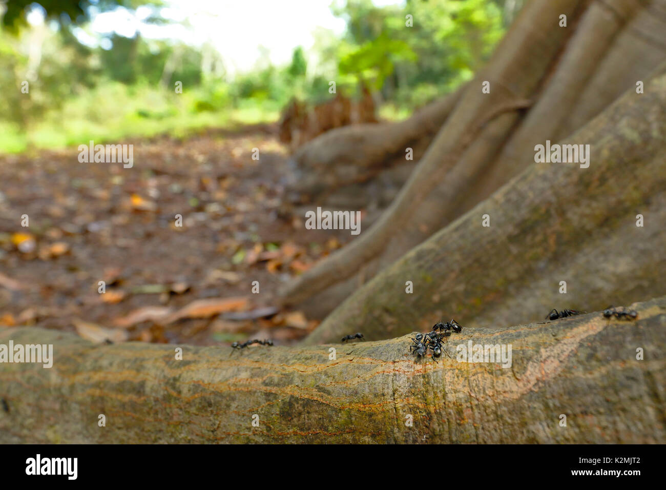 Bullet ant (Paraponera clavata), marchant sur les racines des arbres Banque D'Images
