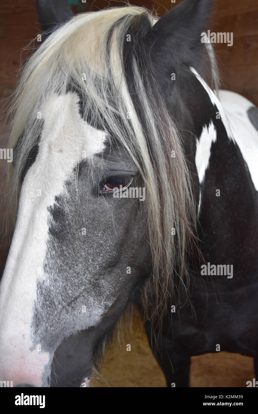 Portrait de cheval noir et blanc Banque D'Images