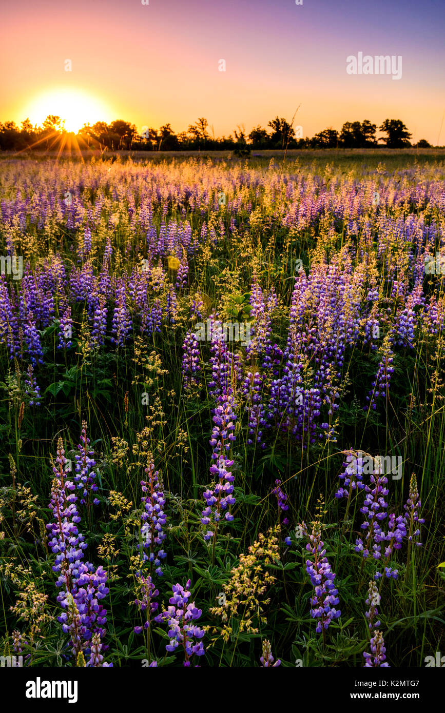 Le lupin vivace (Lupinus perennis) fleurs à Sherburne National Wildlife Refuge. Banque D'Images