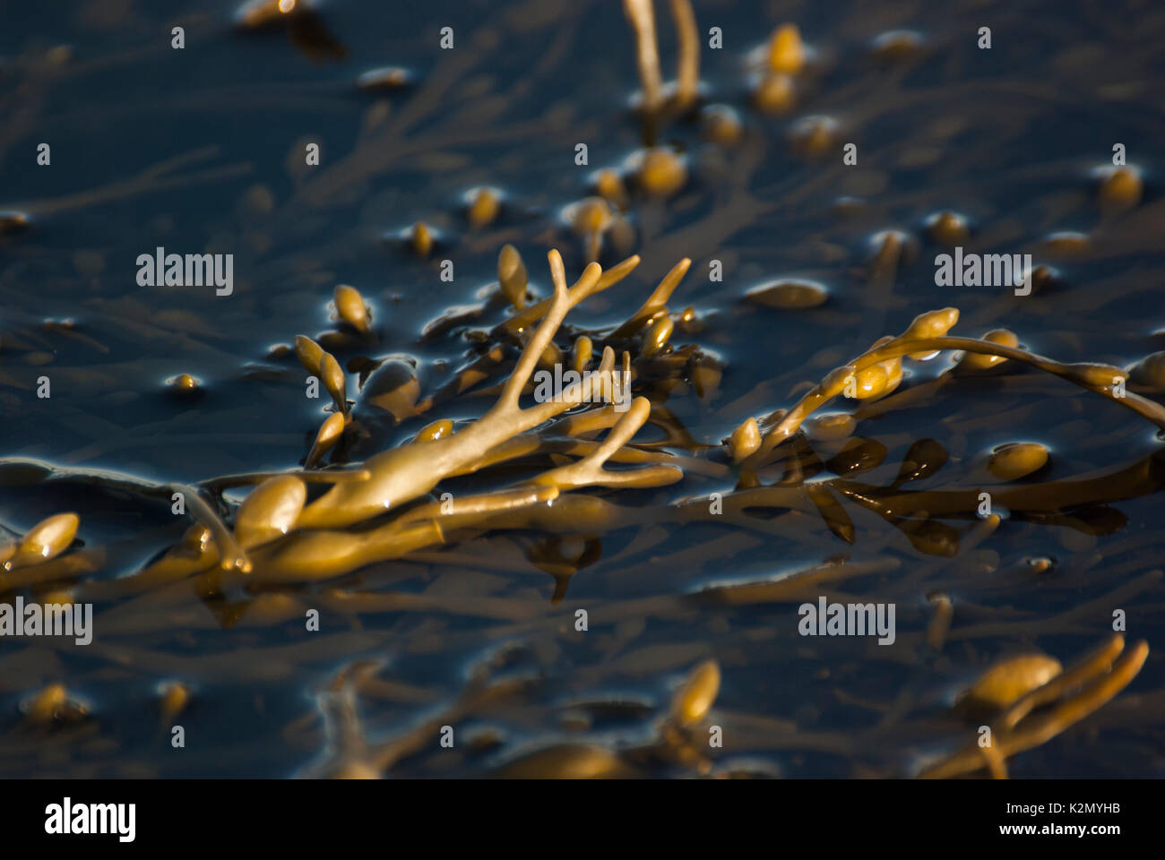 Les algues submergées dans l'eau, plage de Dornoch, Sutherland, Scotland, UK Banque D'Images
