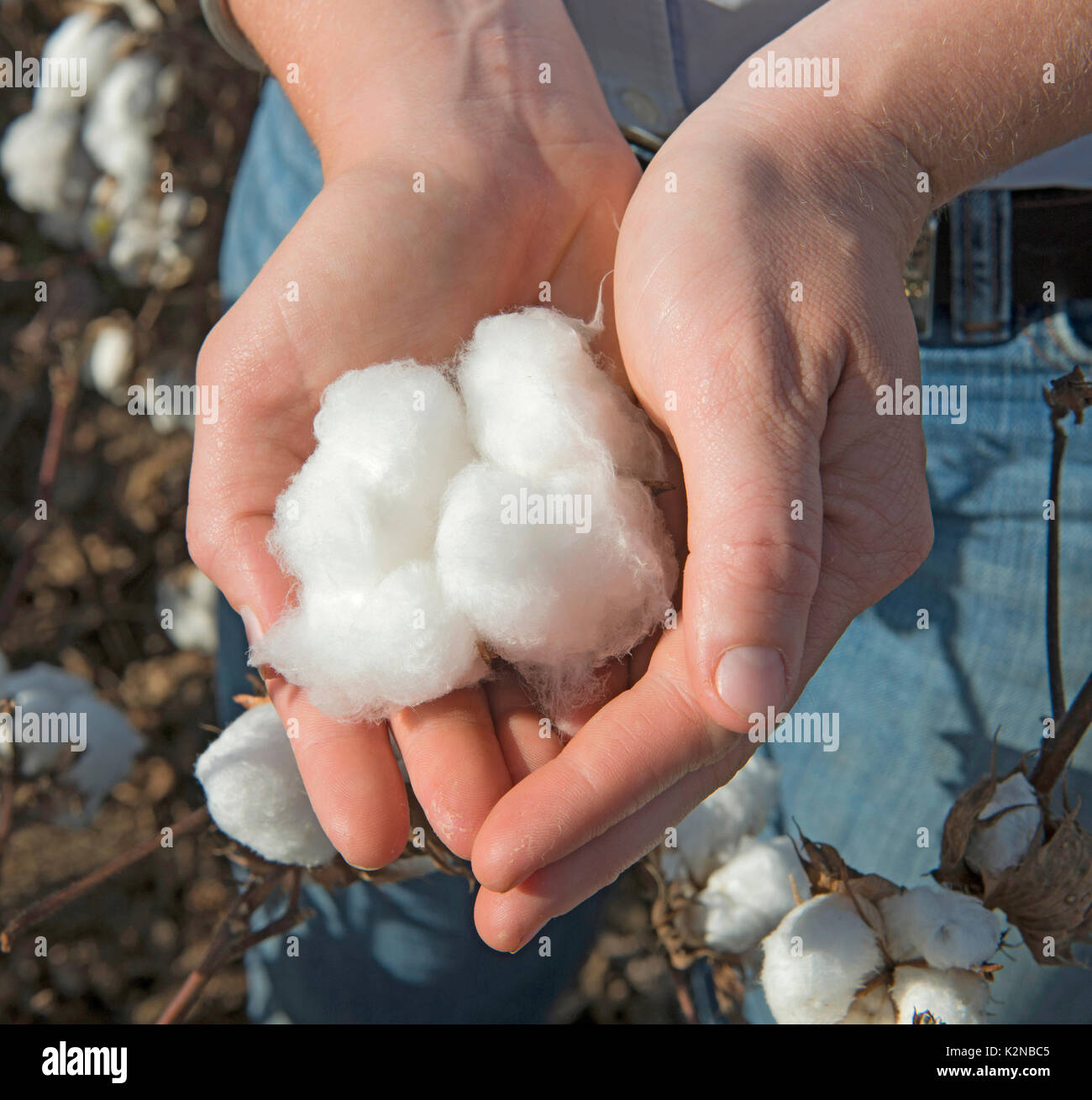 La culture du coton en Australie Banque D'Images