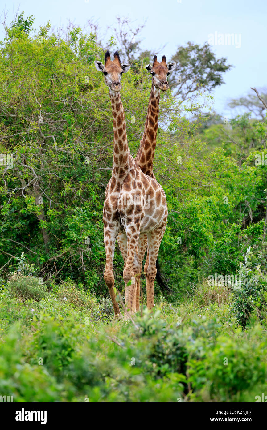 Cape girafes (Giraffa camelopardalis giraffa), les subadultes, demi-cultivé jeune animal, deux, de l'alimentation rechercher, Saint Lucia Estuary Banque D'Images