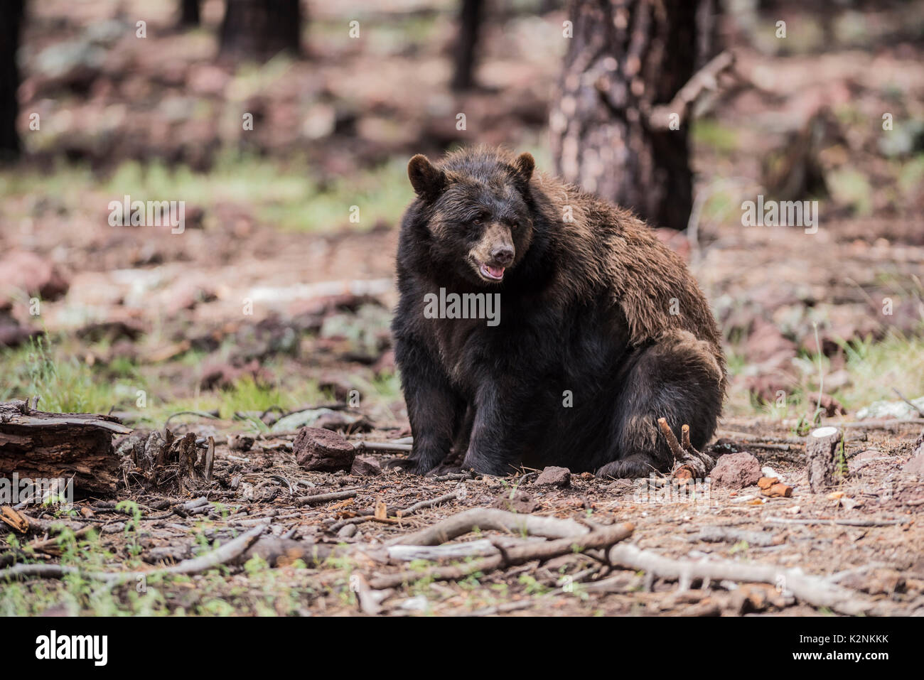 Ours noir dans le Parc National de Yosemite en Californie Banque D'Images