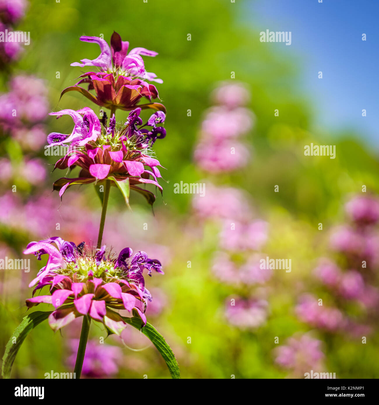 Monarda, communément connu sous le nom Monardes, fleurir dans le désert près de Phoenix, Arizona, united states Banque D'Images