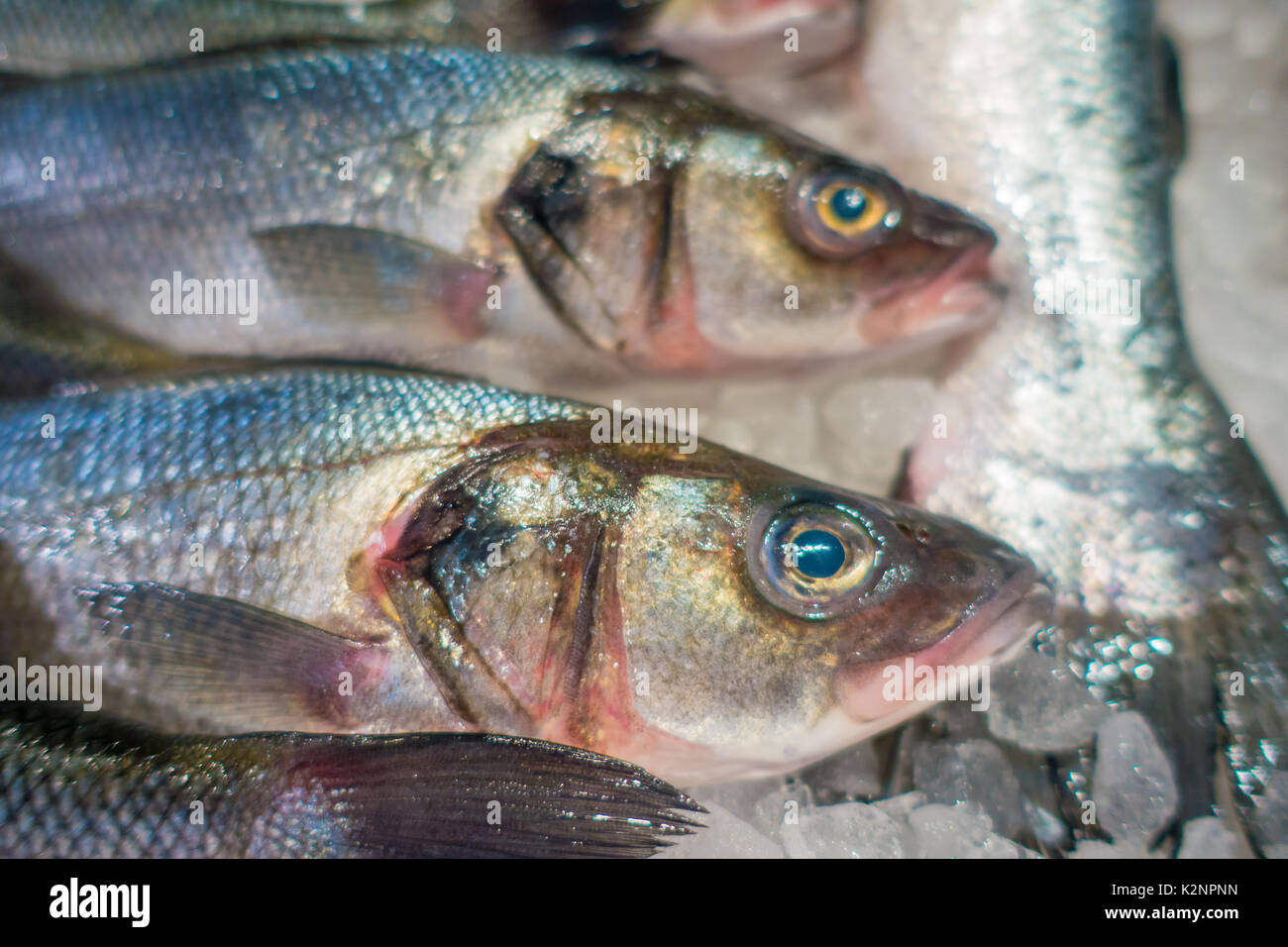 Poissons frais sur un tas de glace, sur port en port d'Andratx de Majorque, Espagne Banque D'Images