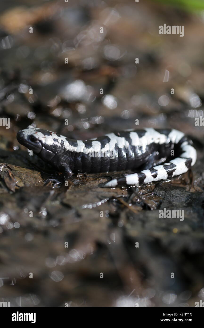 La belle,salamandre marbrée Ambystoma opacum Banque D'Images