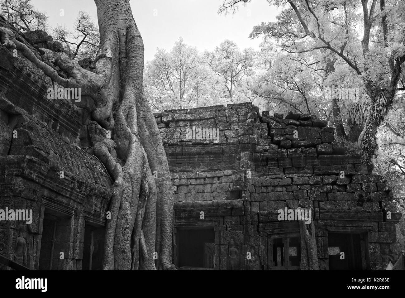 Ta Prohm incroyable château Banyan Tree roots siem reap Cambodge en noir et blanc art Banque D'Images