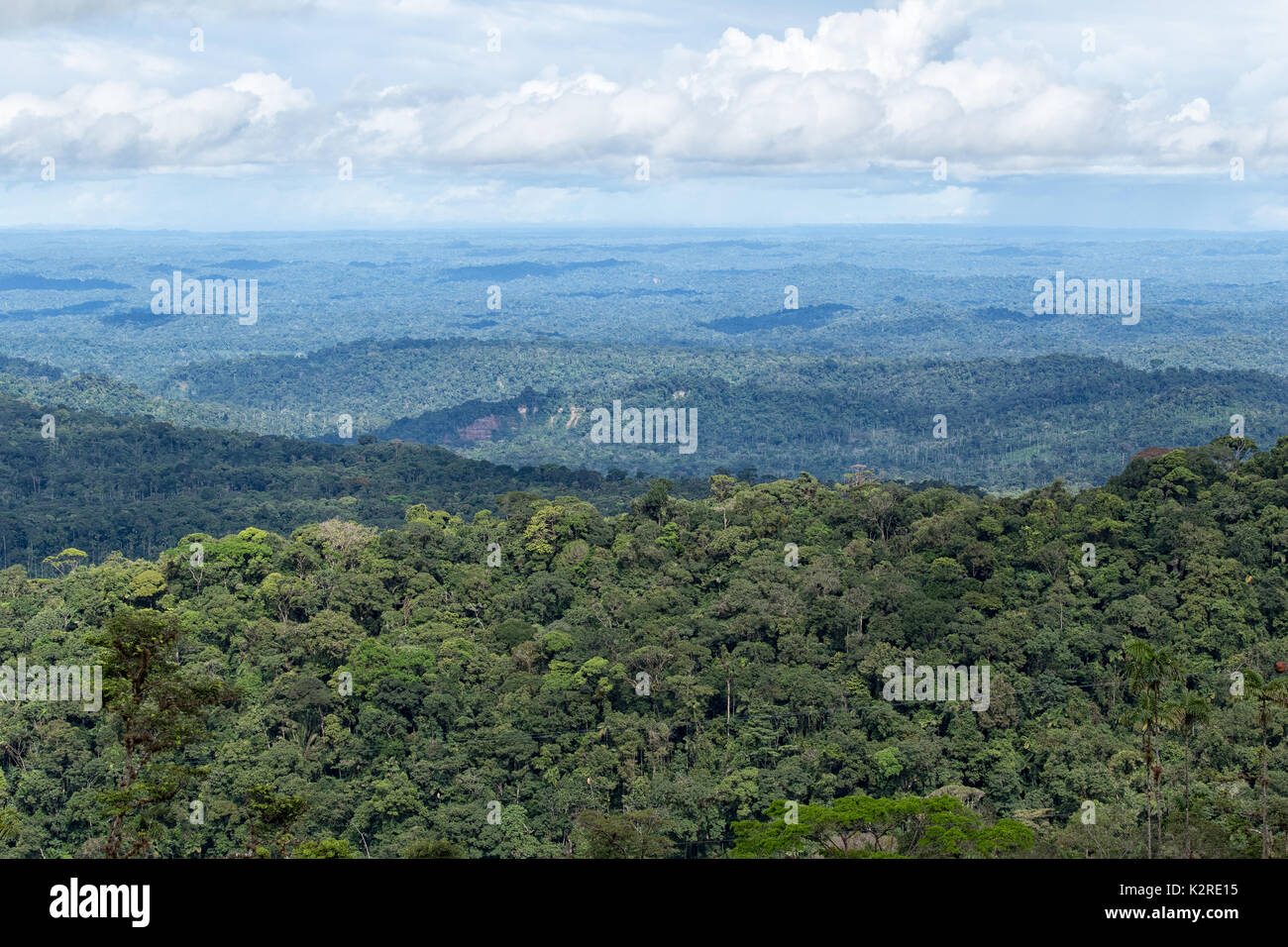 Le bassin de l'Amazone de l'Equateur Banque D'Images