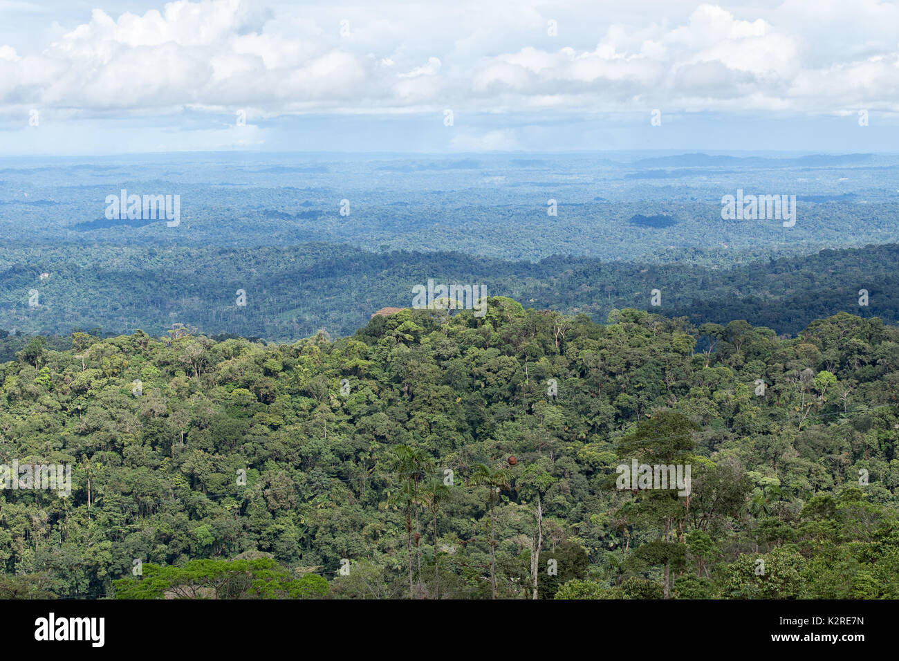 Le bassin de l'Amazone de l'Equateur Banque D'Images