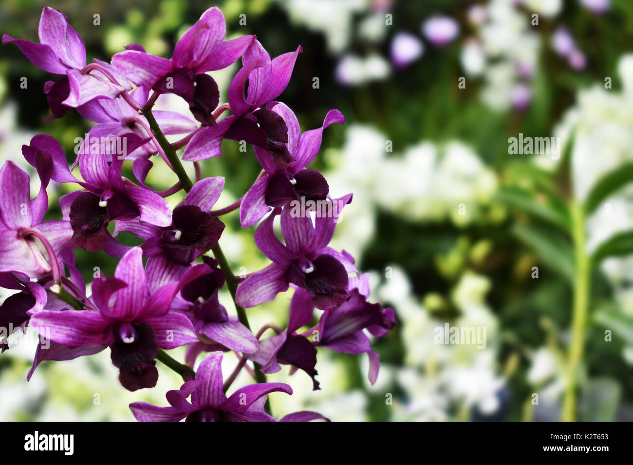 Orchidée fleur pourpre en fleurs dans le jardin Banque D'Images