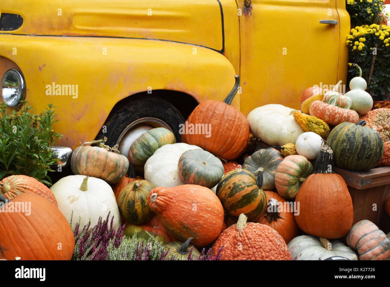 La récolte de citrouille Halloween à l'automne Banque D'Images