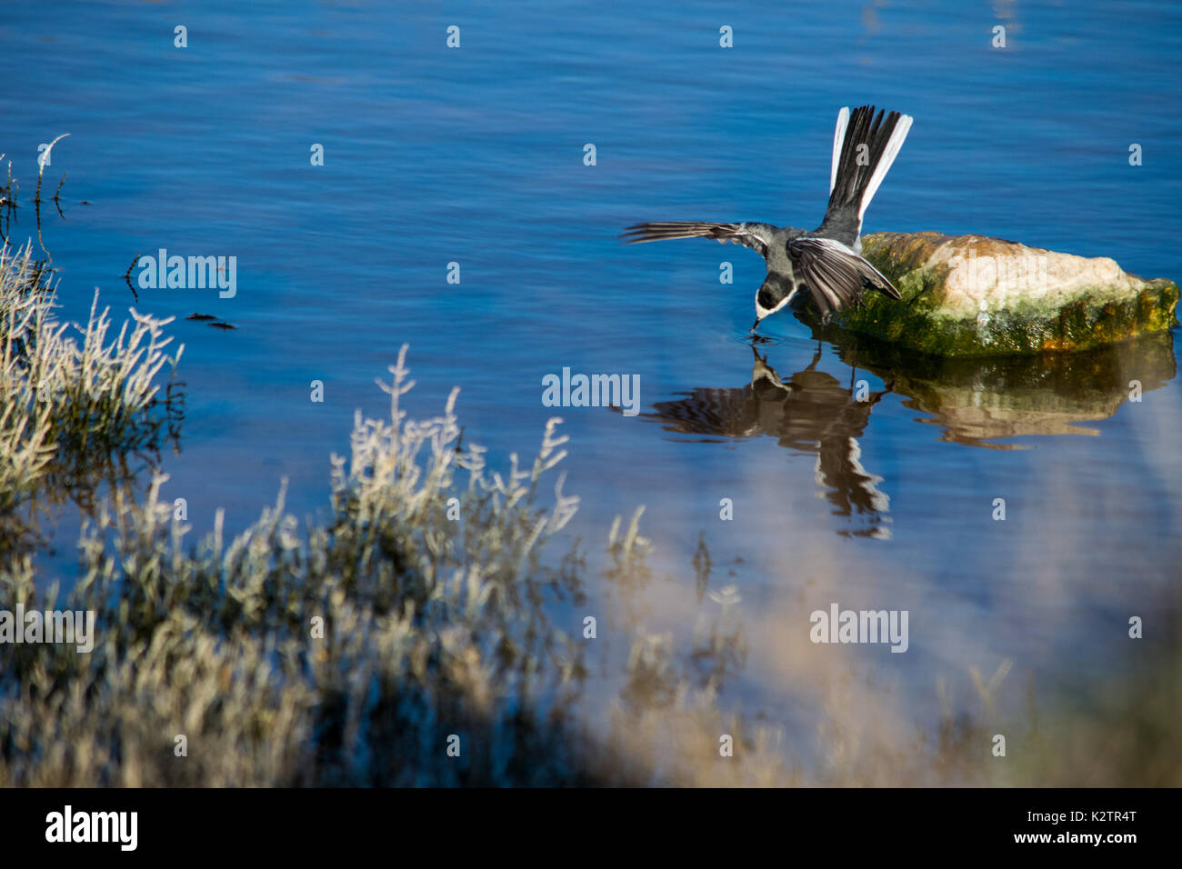 Un oiseau Bergeronnette grise, Motacilla alba, d'alimentation et vérifier son reflet dans l'eau, Malte. Un oiseau migrateur, reposant sur un petit rocher et la chasse Banque D'Images