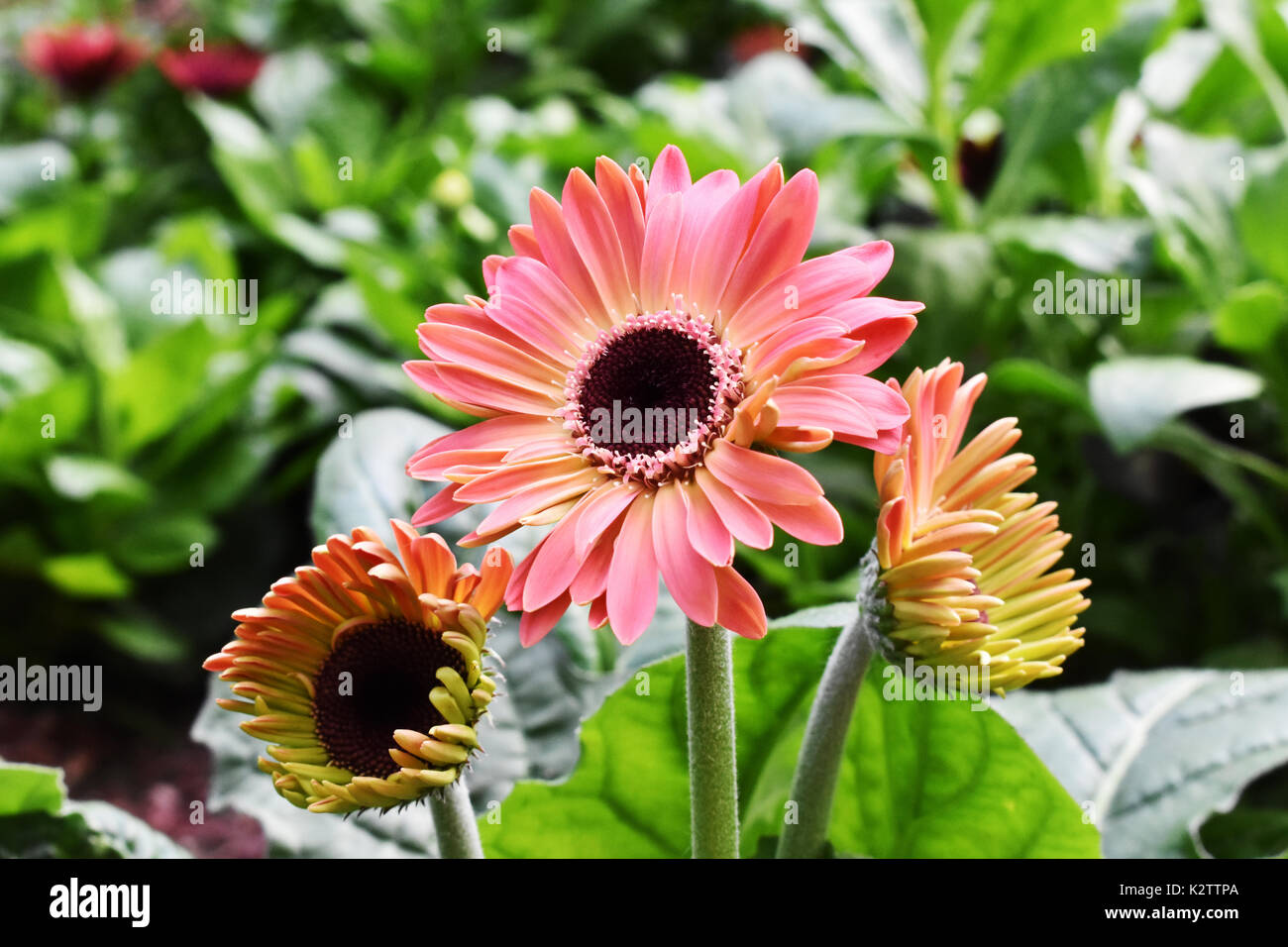 Gerbera rose en fleurs dans le jardin de fleurs Daisy Banque D'Images