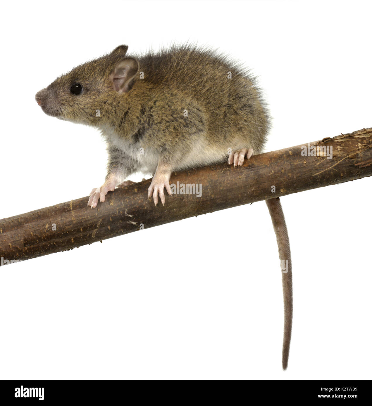 Rat surmulot Rattus norvegicus - Banque D'Images