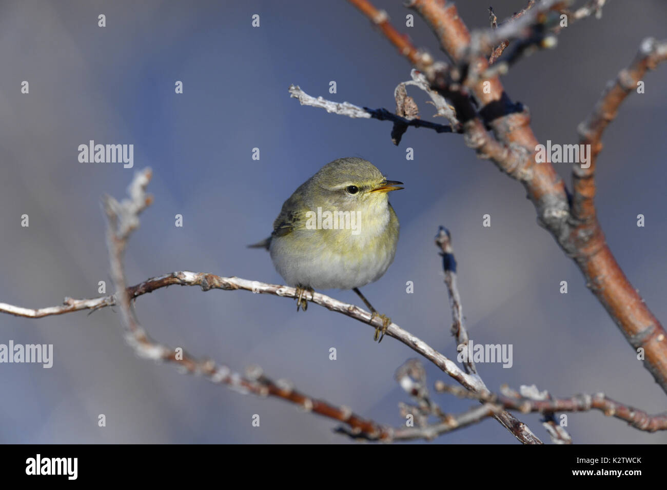 - Willow warbler Phylloscopus trochilus Banque D'Images