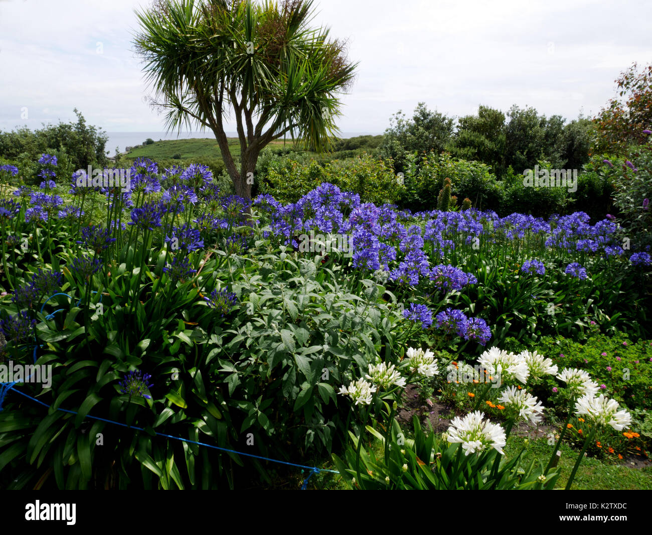 Agapanthus bloom dans un jardin en ville plus, St Agnes, îles Scilly. Banque D'Images