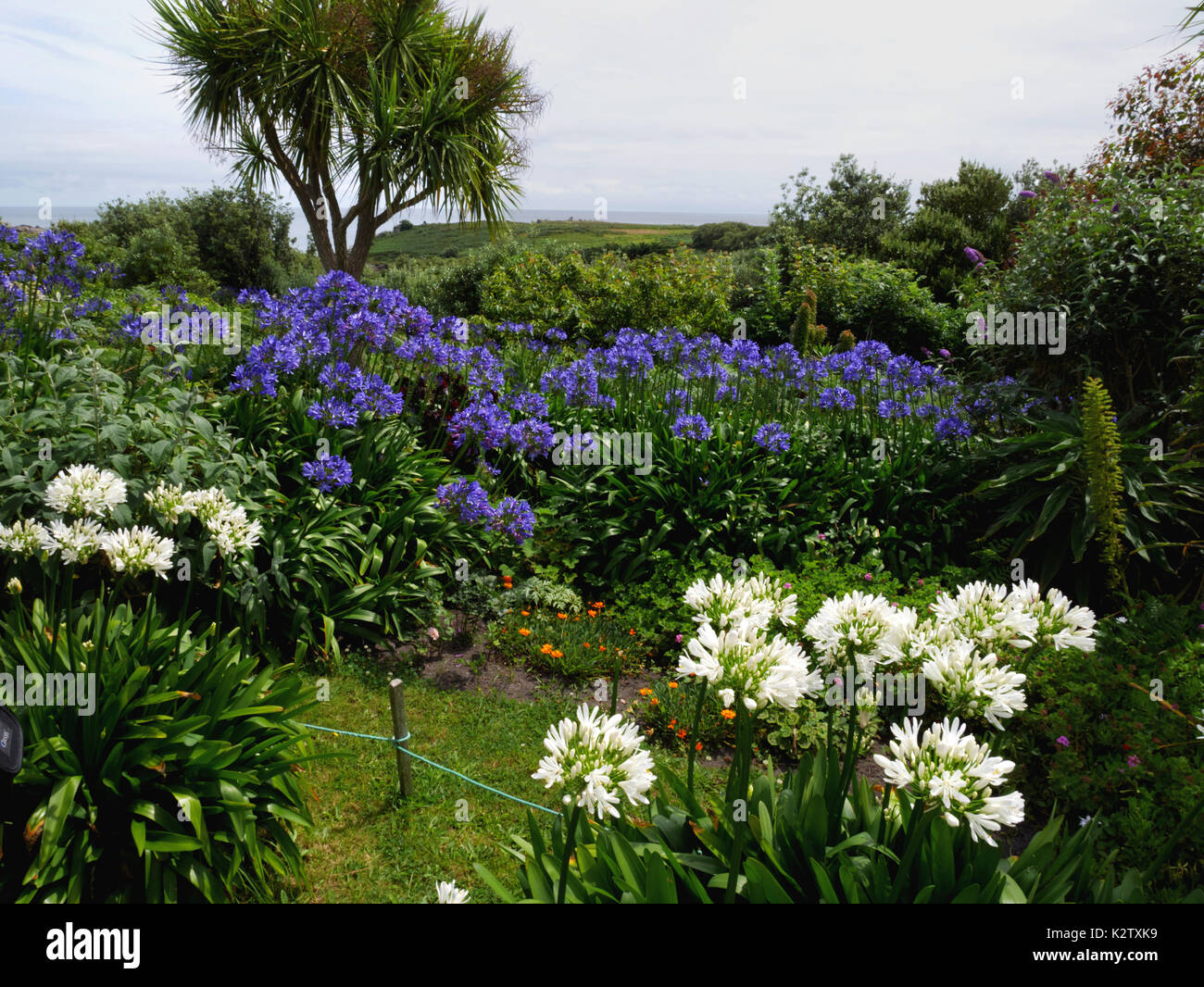 Agapanthus bloom dans un jardin en ville plus, St Agnes, îles Scilly. Banque D'Images