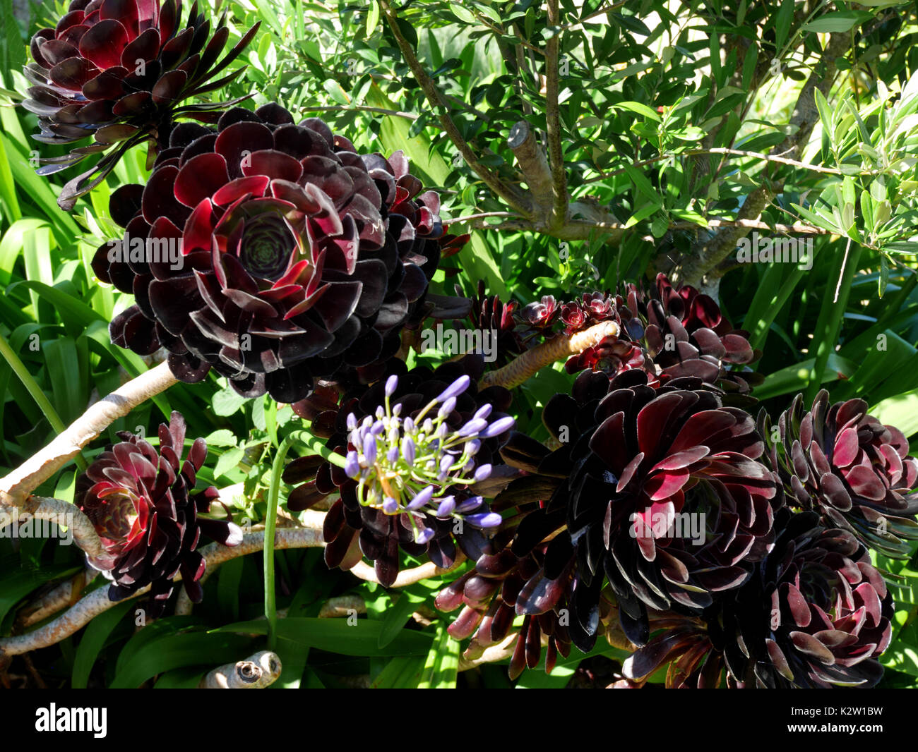 Aeonium arboreum 'Schwarzkopf', qui transforme une couleur violet foncé à noir, sont communs dans les Scilly. Celui-ci est de plus en plus sur l'île de Saint Martin, les Îles Scilly. Banque D'Images