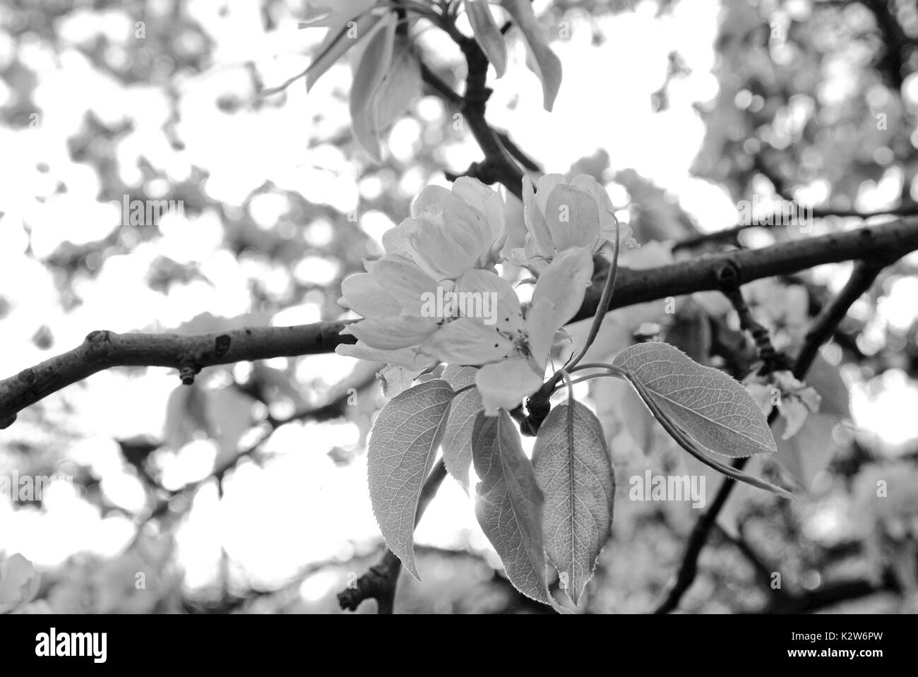 Pommiers en fleurs au début du printemps sur le jeune Pommier, Russie Banque D'Images