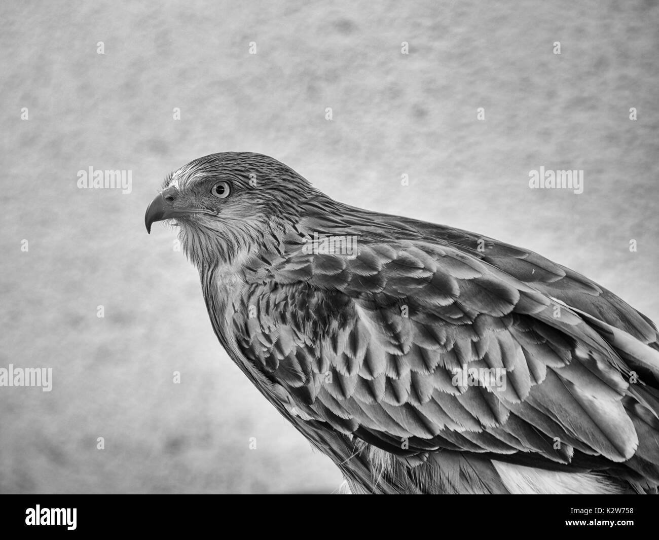 Red Kite - noir & blanc Banque D'Images