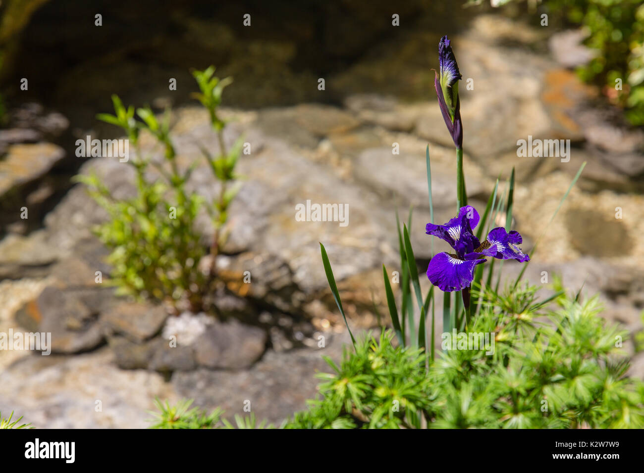 Pas de Gosho Niwa, pas de mur, pas de guerre, designer Kazuyuki Ishihara. Médaille d'or Banque D'Images