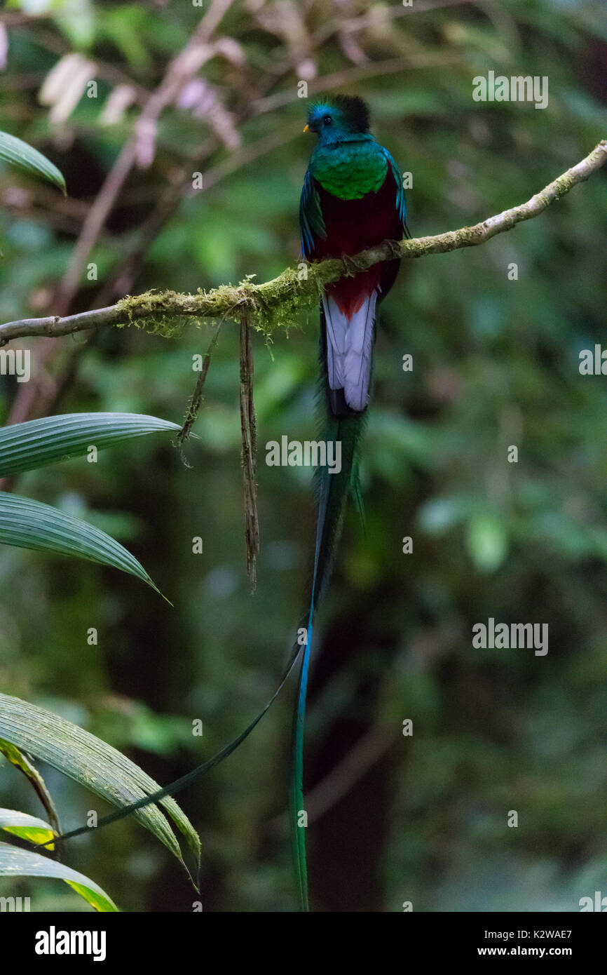 Oiseau quetzal Banque de photographies et d’images à haute résolution — free download