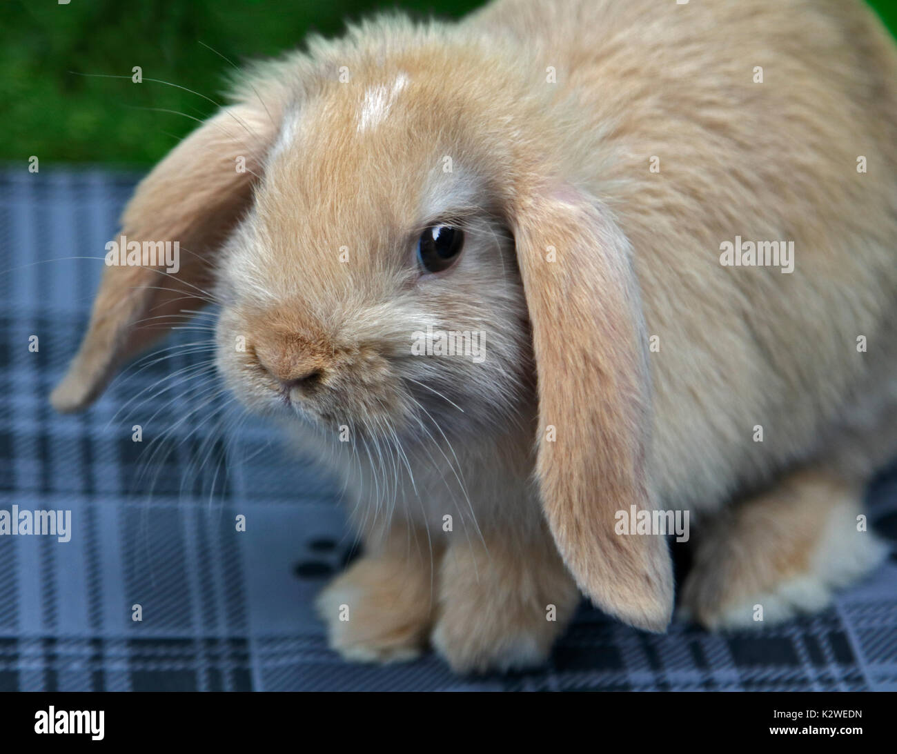 Mini Bebe Lapin Belier Doe Photo Stock Alamy