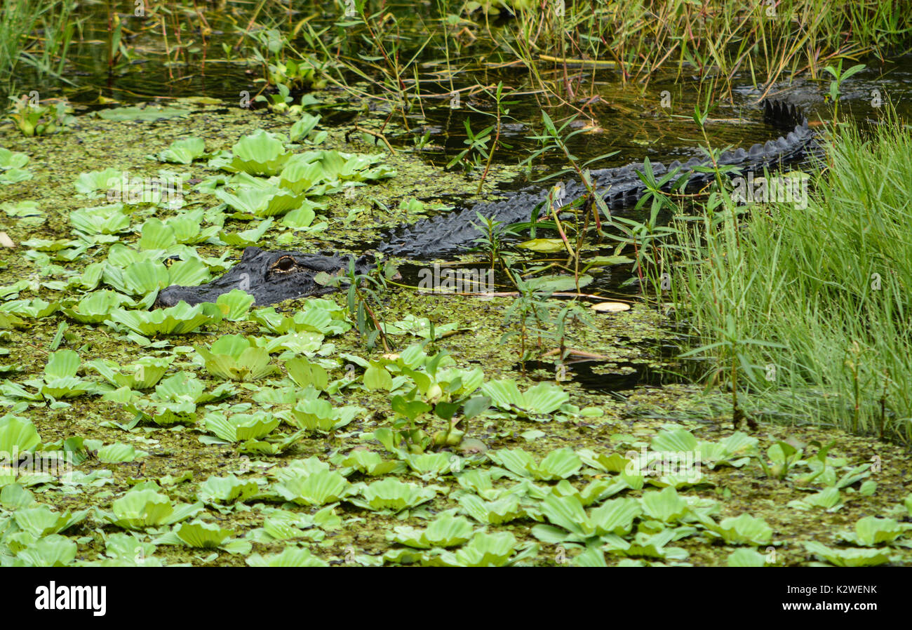 Un alligator Alligator mississippiensis) (à Largo, Floride Banque D'Images