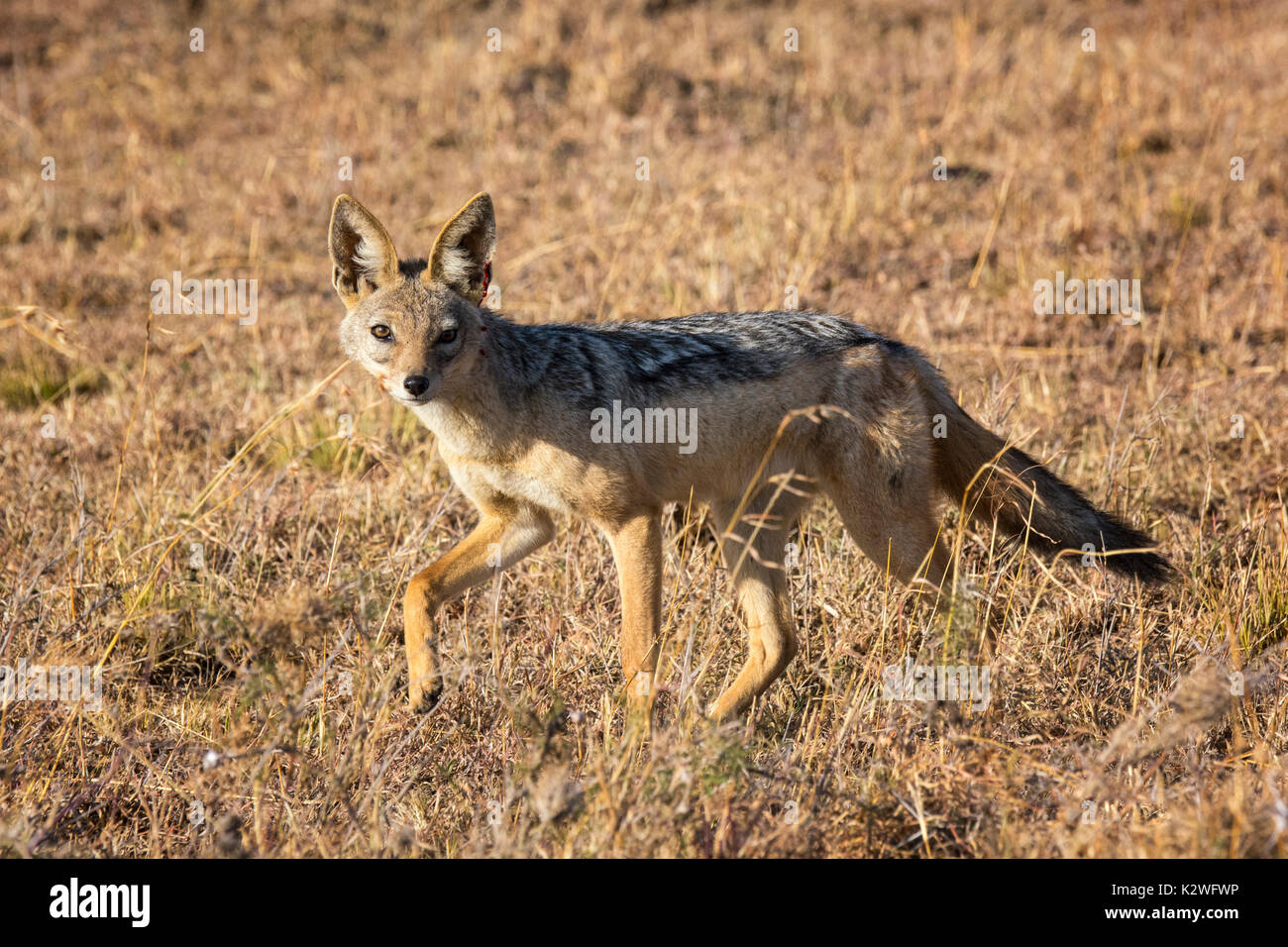 Vue latérale d'un chacal à dos noir solitaire, Canis mesomelas, looking at camera,marcher sur Ol Pejeta Conservancy, Samburu, dans le nord du Kenya, Afrique de l'Est Banque D'Images