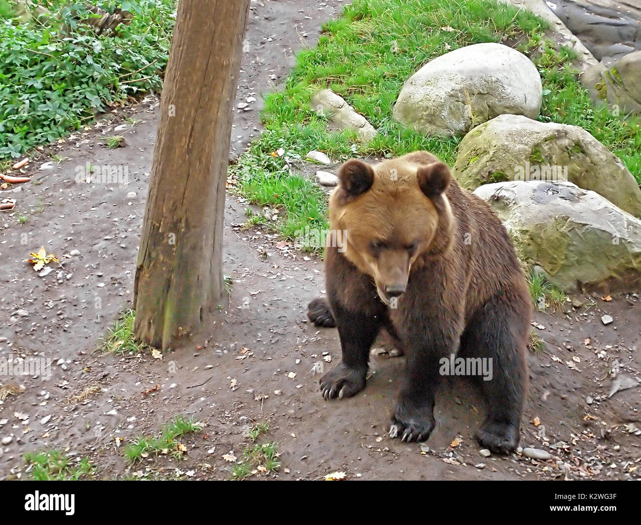 Ours brun dans le parc de Skansen, Stockholm, Suède Banque D'Images
