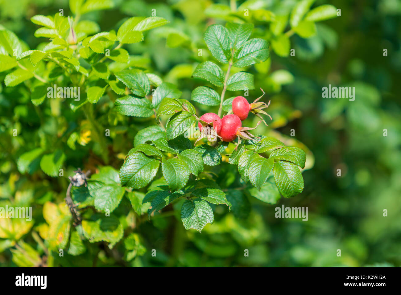 Chien-rose de baies. Dog rose fruits (rosa canina) l'églantier sauvage. dans la nature, beau fonds de Banque D'Images