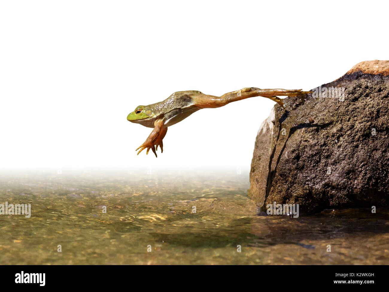 Des profils American Bullfrog (Lithobates catesbeianus) sauter dans un lac, isolé sur fond blanc. Banque D'Images
