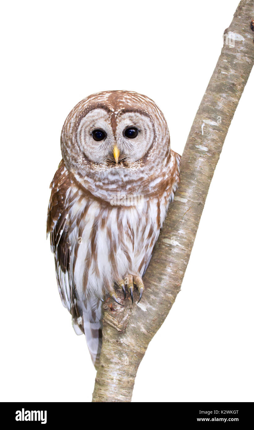 La Chouette rayée (Strix varia) portrait, isolé sur fond blanc. Banque D'Images