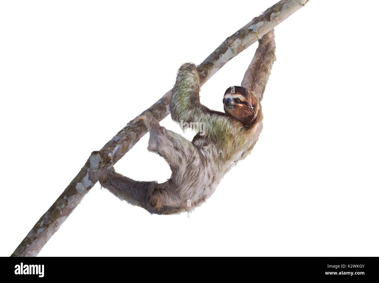 Brown-throated trois-toed sloth (Bradypus variegatus) escalade un arbre, isolé sur fond blanc. Banque D'Images