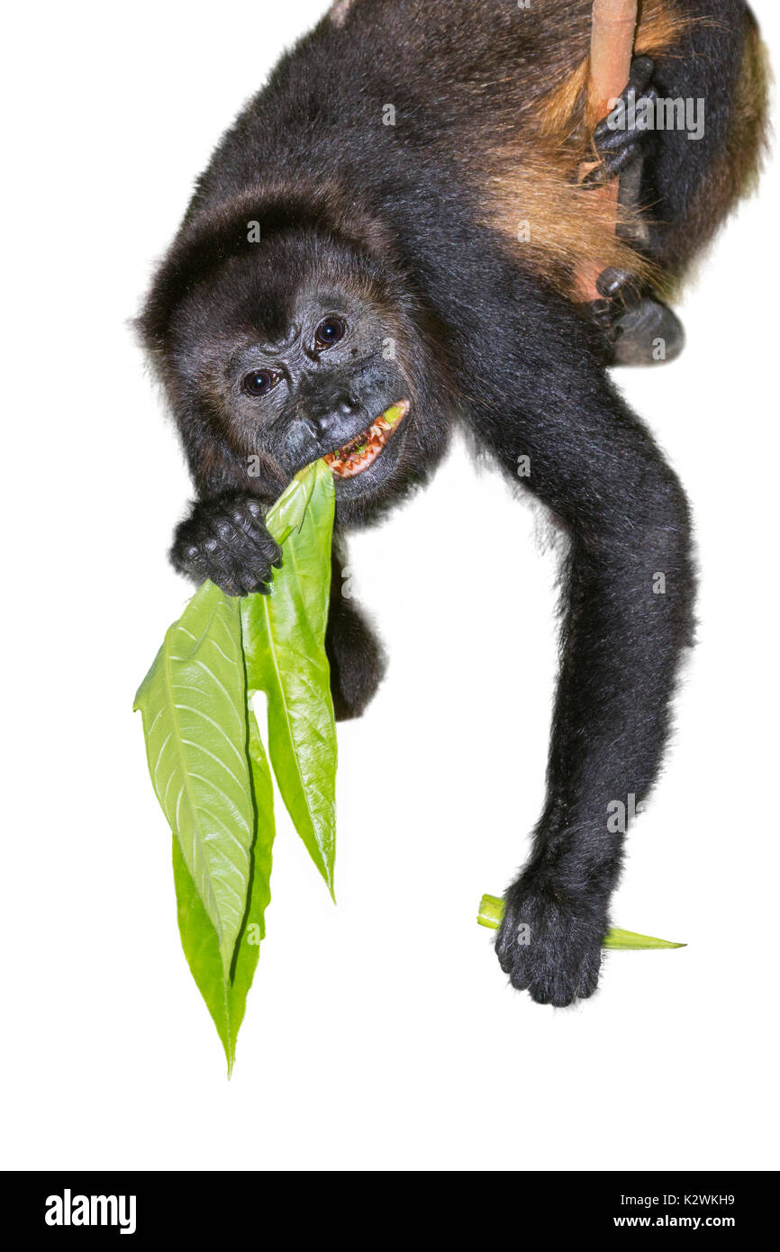 Manteau singe hurleur (Alouatta palliata), homme qui se nourrissent de feuilles d'arbres, isolé sur fond blanc. Banque D'Images