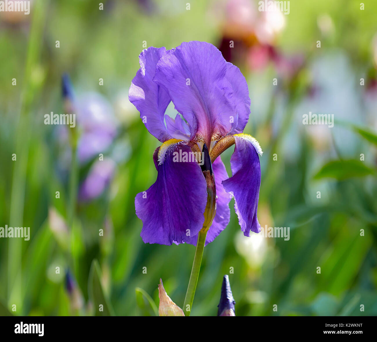 Grandes fleurs violet iris avec reservoir de fleurir dans un champ avec d'autres fleurs avec une faible profondeur de champ Banque D'Images