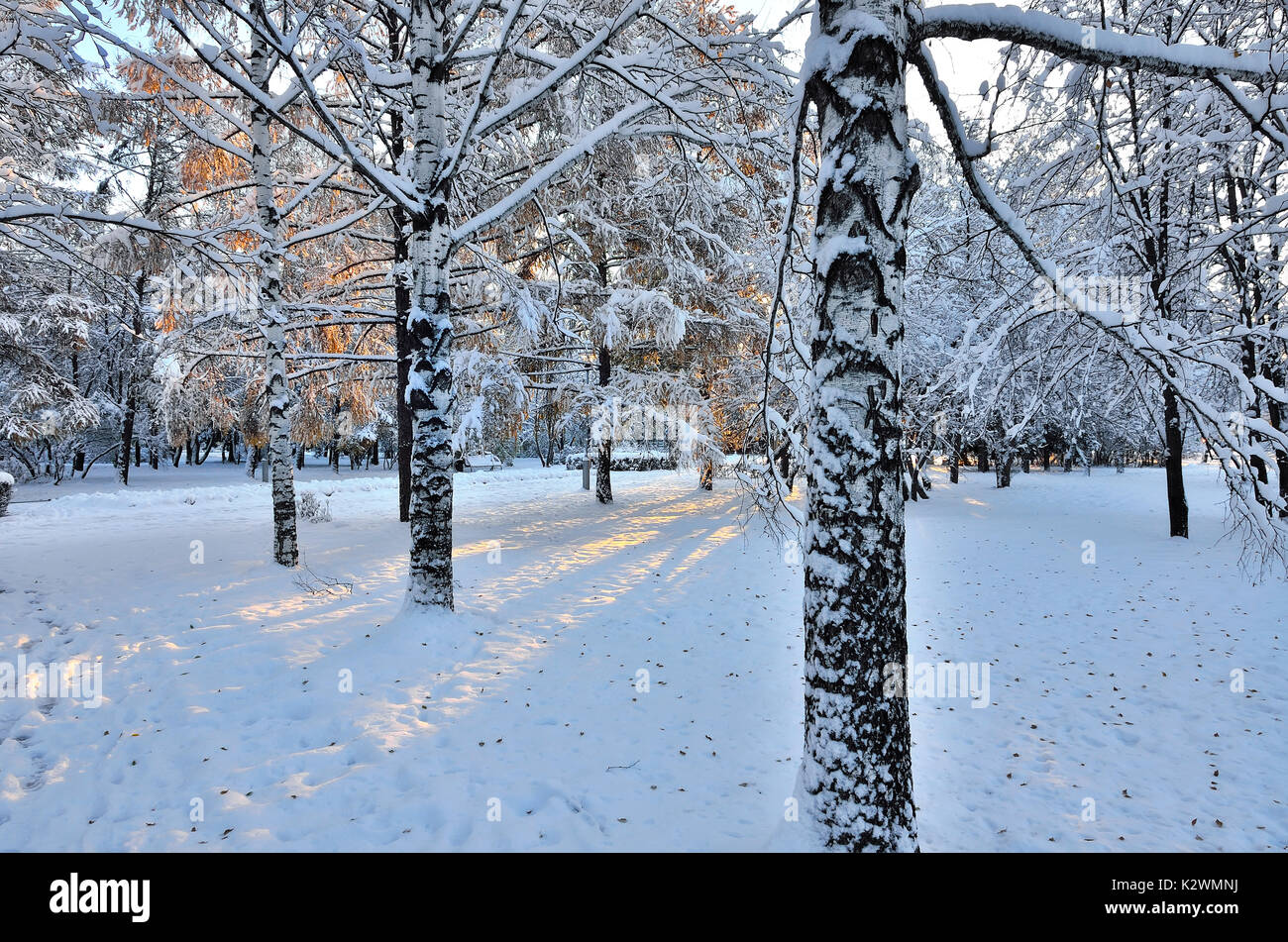 La neige a couvert les troncs de bouleaux blancs et de rayons d'or du soleil couchant en hiver city park - beauté de la nature d'hiver Banque D'Images