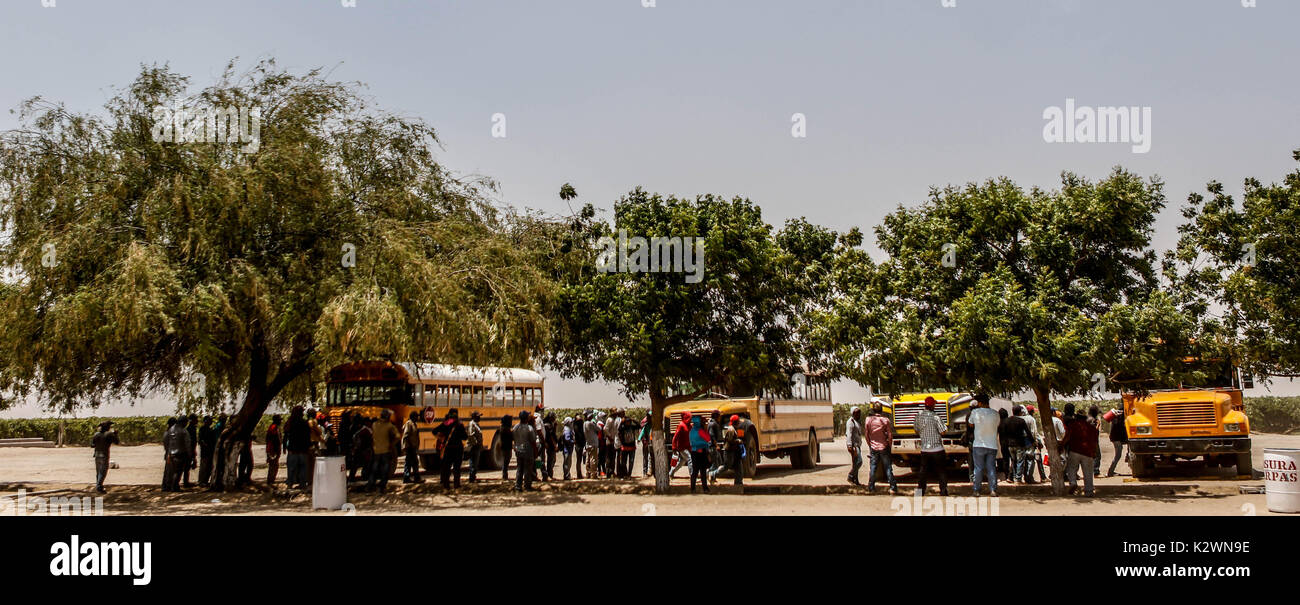 Rapport et portrait de la vie et des travailleurs du champ. Le travail Jornaleros dans les vignobles de la côte d'Hermosillo, Mexique. Banque D'Images