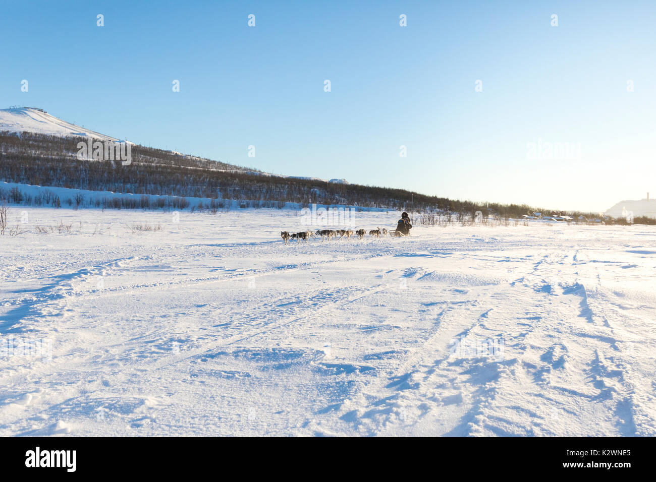 Traîneau à chiens dans le paysage de neige de Kiruna, comté de Norrbotten, Lapland, Sweden Banque D'Images