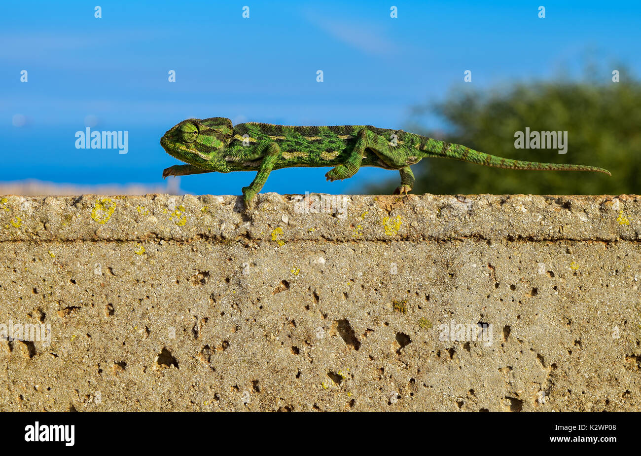 Un caméléon méditerranéen maintenant son équilibre comme il pointe des pieds sur un mur de briques minces à Malte, Méditerranée. Banque D'Images