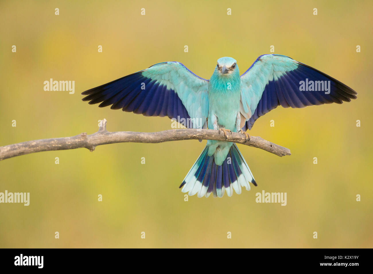 (Coracias garrulus European Roller), des profils, de l'atterrissage sur la branche, en Voïvodine, Serbie, juin Banque D'Images