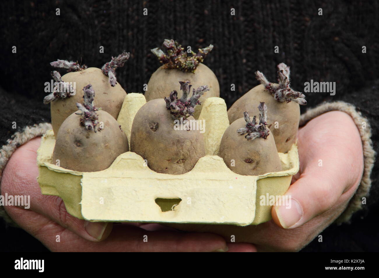 Solanum tuberosum. Les pommes de terre de semence Chitted recylced dans une boîte d'oeufs prêts pour la plantation - printemps, UK Banque D'Images